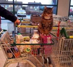 Cat Supermarket